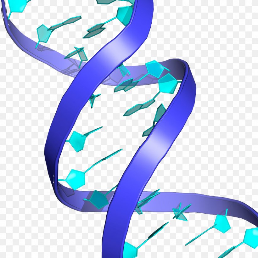 DNA Nucleic Acid Double Helix Genetic Testing Stock Photography Biology, PNG, 1024x1024px, Dna, Alamy, Aqua, Biology, Blue Download Free