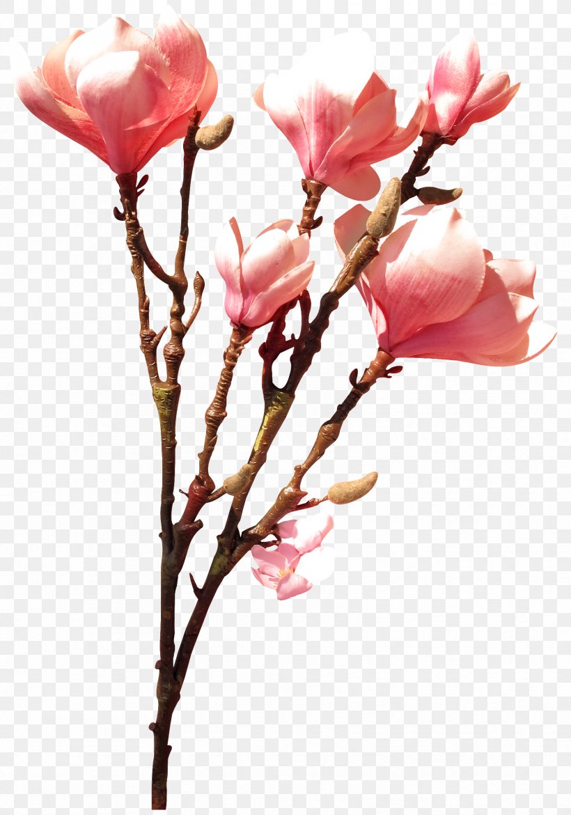 Garden Roses Cut Flowers Rosaceae, PNG, 1668x2381px, Rose, Blossom, Branch, Bud, Cherry Blossom Download Free