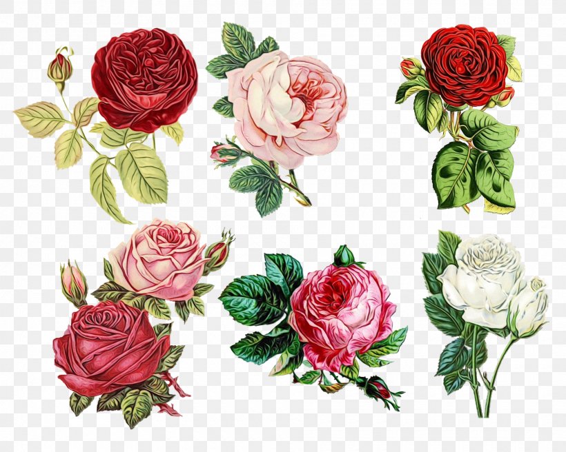 Garden Roses, PNG, 1920x1536px, Watercolor, Cut Flowers, Flower, Flowering Plant, Garden Roses Download Free