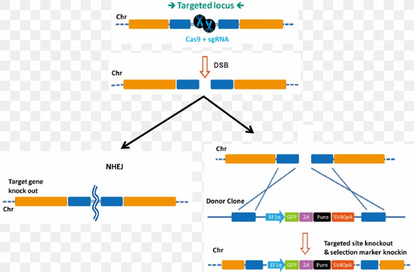 Genome Editing Transcription Activator-like Effector Nuclease CRISPR Gene Knockout Gene Knockin, PNG, 1331x875px, Genome Editing, Area, Brand, Crispr, Diagram Download Free