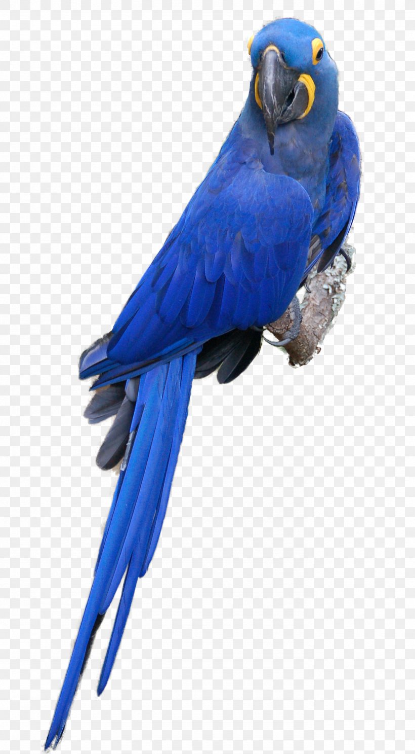 Scarlet Macaw Parrot Blue-and-yellow Macaw Bird Budgerigar, PNG, 1384x2511px, Scarlet Macaw, Aratinga, Beak, Bird, Blue Jay Download Free