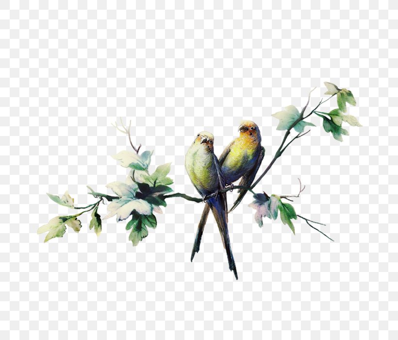 Bird Feather Clip Art, PNG, 700x700px, Bird, Beak, Branch, Chart, Common Pet Parakeet Download Free