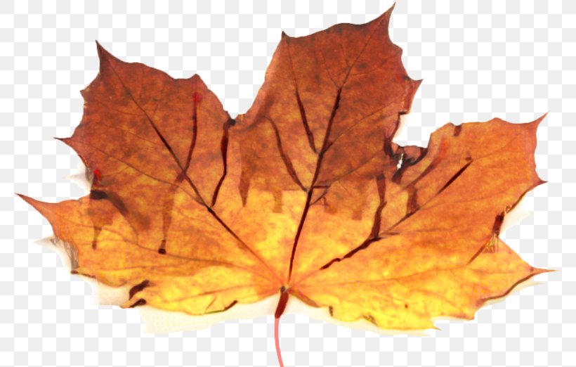 Canada Maple Leaf, PNG, 784x522px, Autumn, Apple Music, Autumn Leaf Color, Beech, Black Maple Download Free