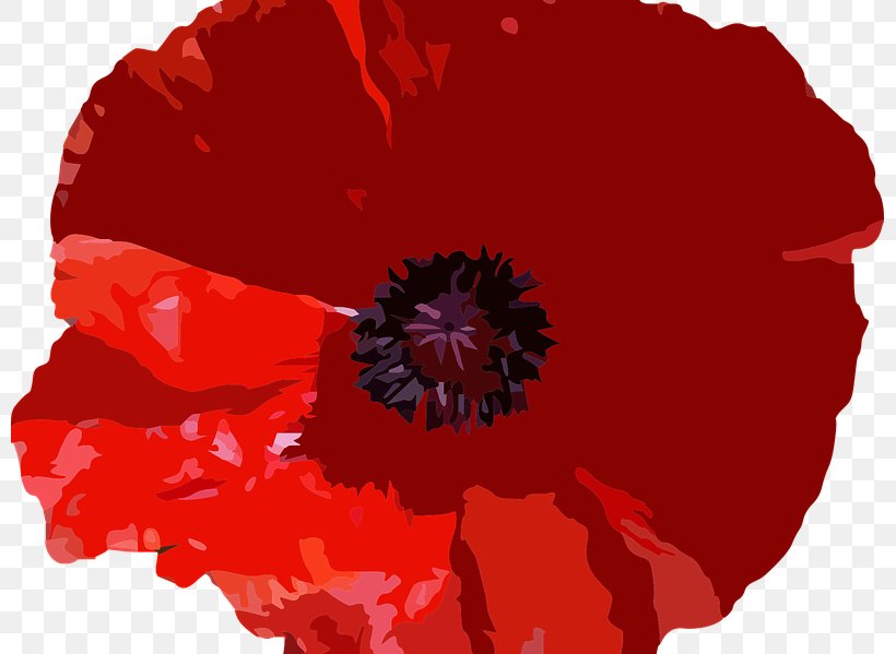 Common Poppy Image Vector Graphics Stock Photography, PNG, 799x599px, Poppy, Botany, Common Poppy, Coquelicot, Flower Download Free