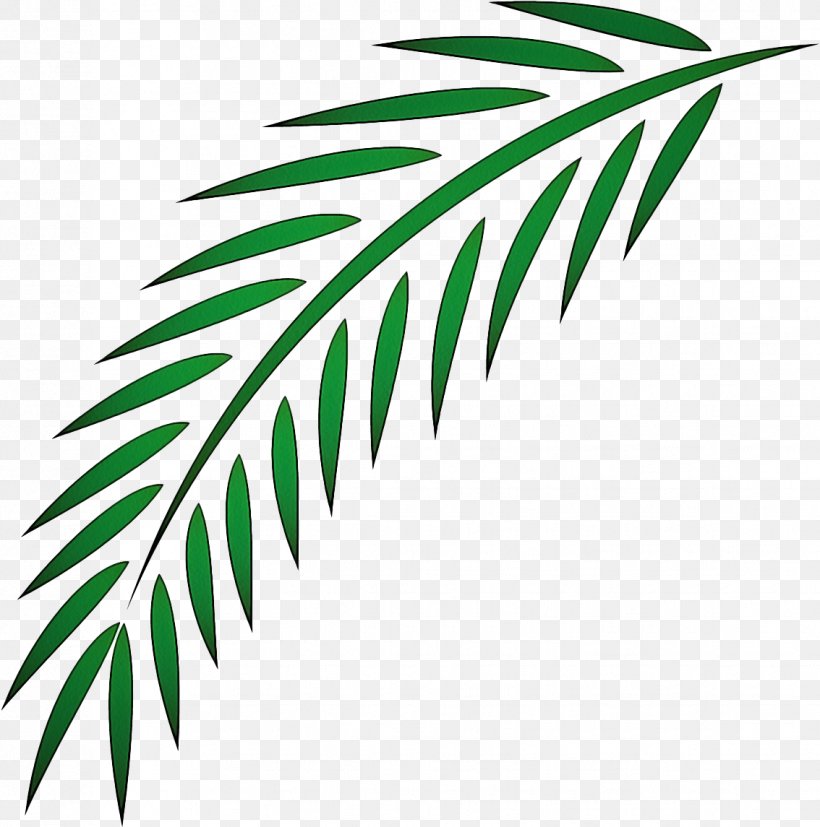 Palm Tree, PNG, 1134x1145px, Leaf, Arecales, Branch, Palm Tree, Plant Download Free
