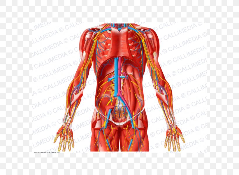 Abdomen Anatomy Blood Vessel Pelvis Muscle, PNG, 600x600px, Watercolor, Cartoon, Flower, Frame, Heart Download Free