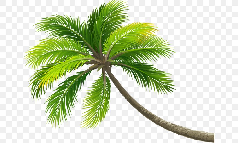 Coconut Tree Arecaceae Computer File, PNG, 658x495px, Coconut, Arecaceae, Arecales, Date Palm, Elaeis Download Free