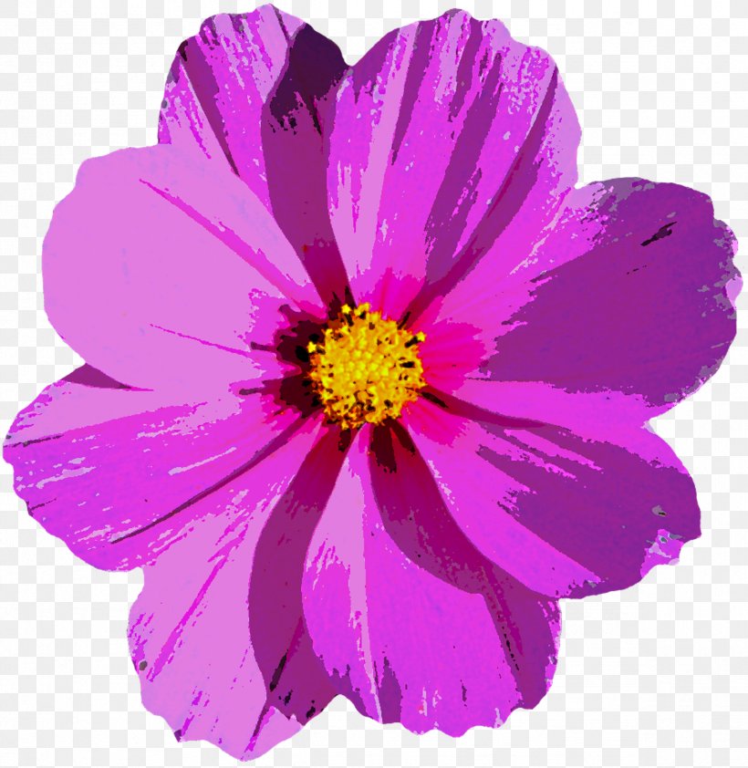Flower Photography, PNG, 2376x2442px, Flower, Annual Plant, Aster, Cosmos, Daisy Family Download Free