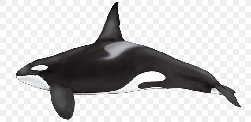 False Killer Whale Cetaceans Dolphin Shamu, PNG, 800x400px, Killer Whale, Baiji, Baleen Whale, Cetaceans, Dolphin Download Free