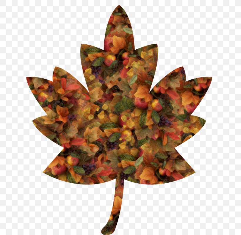 Maple Leaf Red Maple Clip Art, PNG, 800x800px, Maple Leaf, Autumn, Autumn Leaf Color, Leaf, Maple Download Free