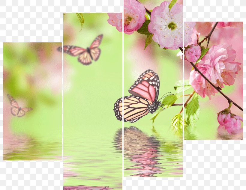 Stock Photography Flower Cherry Blossom Prunus Serrulata, PNG, 800x634px, Stock Photography, Blossom, Brush Footed Butterfly, Butterfly, Can Stock Photo Download Free
