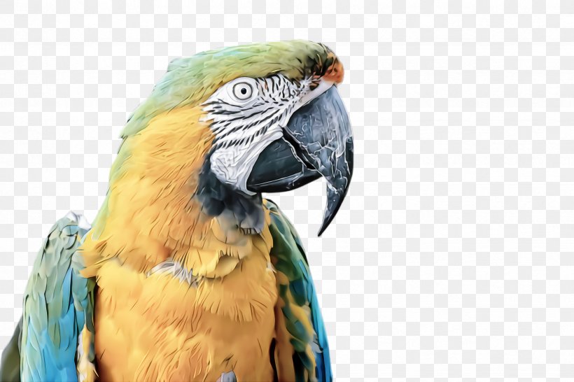 Bird Macaw Parrot Beak Parakeet, PNG, 2448x1632px, Bird, Adaptation, Beak, Budgie, Macaw Download Free