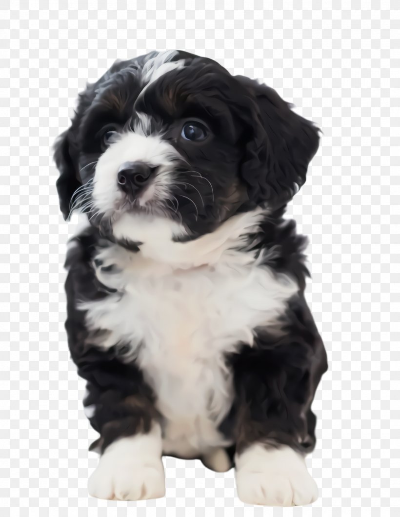 Cute Border, PNG, 1760x2276px, Cute Dog, Animal, Bernese Mountain Dog, Border Collie, Breed Download Free