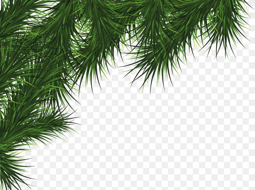 Fir Pine Cedar Tree, PNG, 3296x2454px, Christmas, Branch, Christmas Decoration, Christmas Ornament, Christmas Tree Download Free