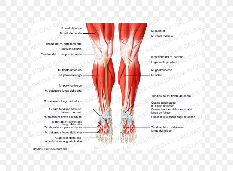 Knee Muscle Human Anatomy Muscular System, PNG, 600x600px, Watercolor, Cartoon, Flower, Frame, Heart Download Free