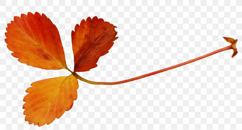 Leaf Autumn Clip Art, PNG, 1600x862px, Leaf, Autumn, Branch, Digital Image, Display Resolution Download Free