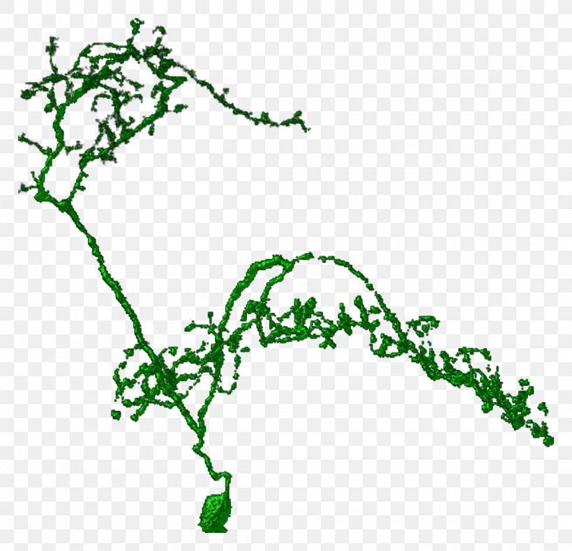 Leaf Green Plant Stem Line Clip Art, PNG, 1107x1068px, Leaf, Area, Branch, Branching, Flora Download Free
