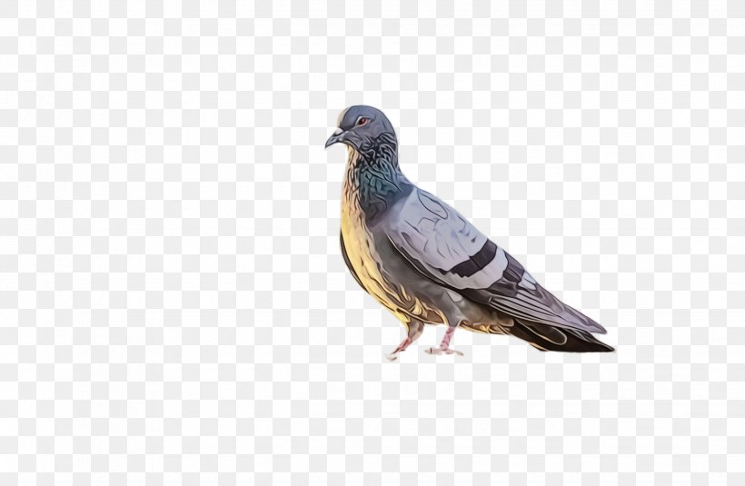 Swallow Bird, PNG, 2476x1616px, Pigeon, Beak, Bird, Dove, Feather Download Free
