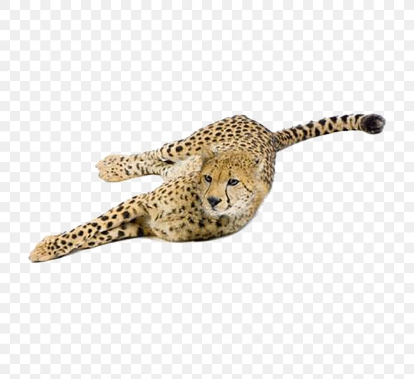 Cheetah Leopard Cat Eurasian Lynx Felidae, PNG, 750x750px, Cheetah, Big Cats, Carnivoran, Cat, Cat Like Mammal Download Free