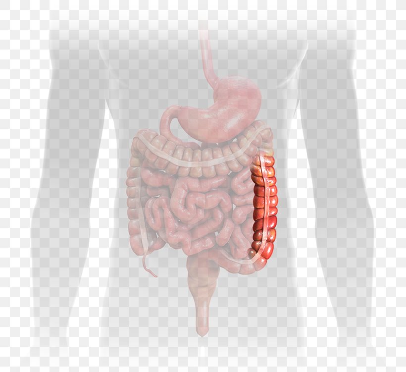 Jejunum Small Intestine Gastrointestinal Tract Ileum, PNG, 757x751px, Watercolor, Cartoon, Flower, Frame, Heart Download Free