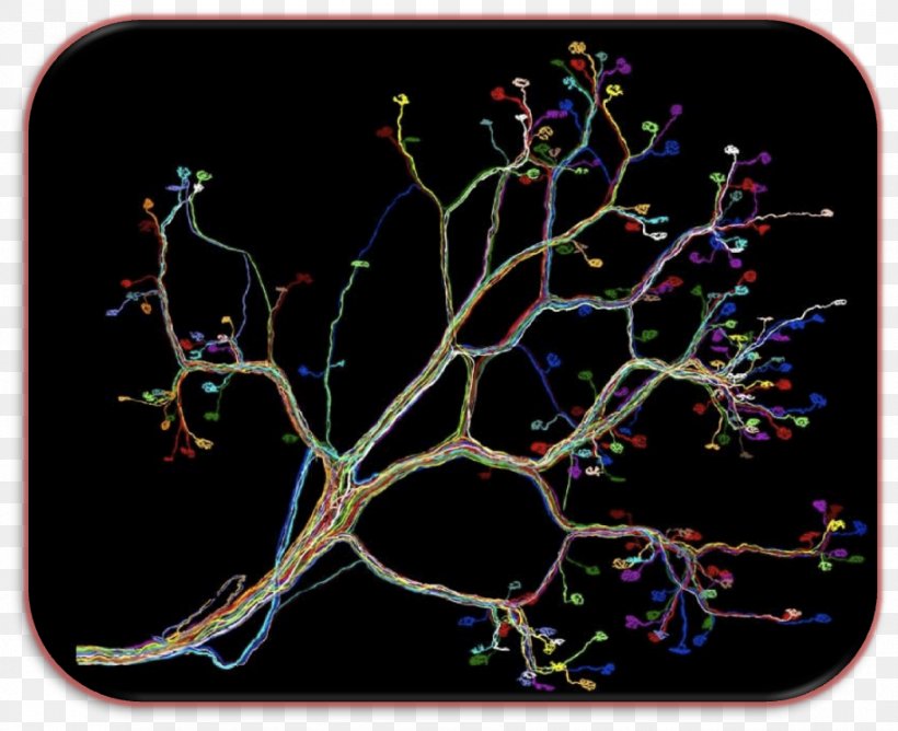 Neural Circuit Neuron Branching, PNG, 915x746px, Neural Circuit, Branch, Branching, Neuron, Organism Download Free