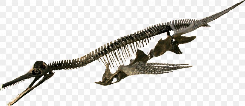 Rocky Mountain Dinosaur Resource Center Dolichorhynchops Reptile Elasmosaurus Trinacromerum, PNG, 1920x834px, Dolichorhynchops, Animal Figure, Dinosaur, Diplodocus, Elasmosauridae Download Free