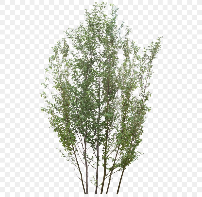 Tree PhotoScape Raster Graphics, PNG, 527x800px, Tree, Birch, Branch, Computer Program, Computer Software Download Free