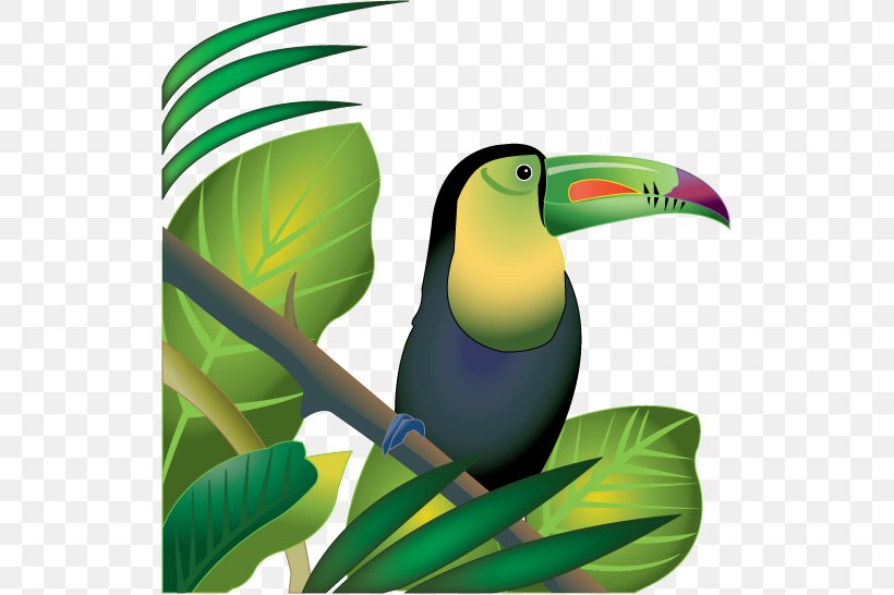 Amazon Rainforest Tropical Rainforest Jungle Clip Art, PNG, 523x546px, Amazon Rainforest, Beak, Bird, Birds Of The Amazon, Drawing Download Free