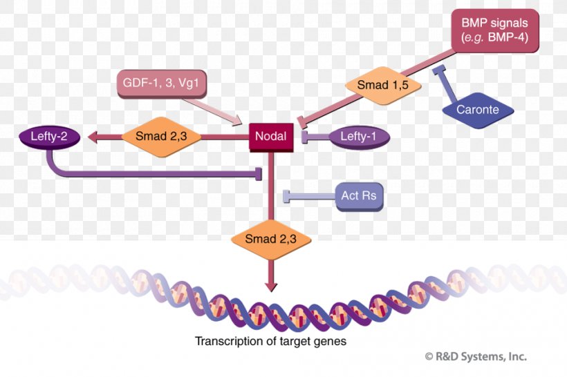 Brand Technology TGF Beta Signaling Pathway Line, PNG, 960x640px, Brand, Area, Cell Signaling, Communication, Diagram Download Free