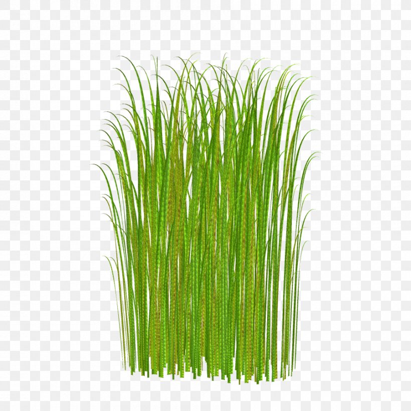 Download Lawn Clip Art, PNG, 900x900px, Lawn, Animation, Cdr, Chrysopogon Zizanioides, Commodity Download Free