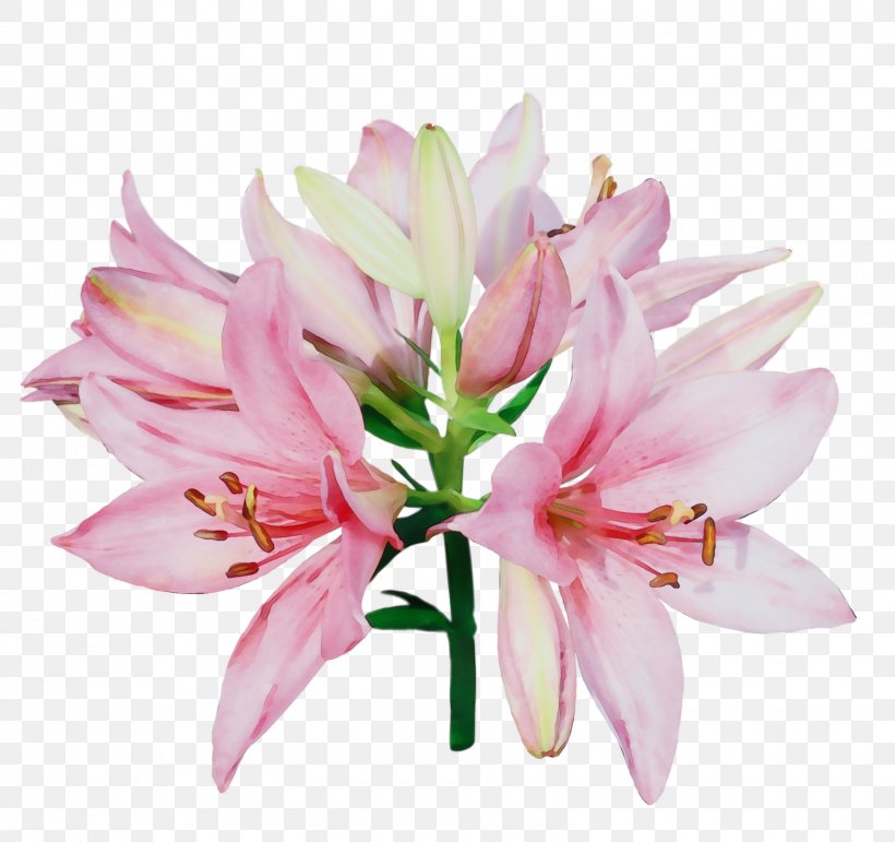 Flower Lily Plant Pink Petal, PNG, 1600x1505px, Watercolor, Amaryllis Belladonna, Amaryllis Family, Cut Flowers, Flower Download Free