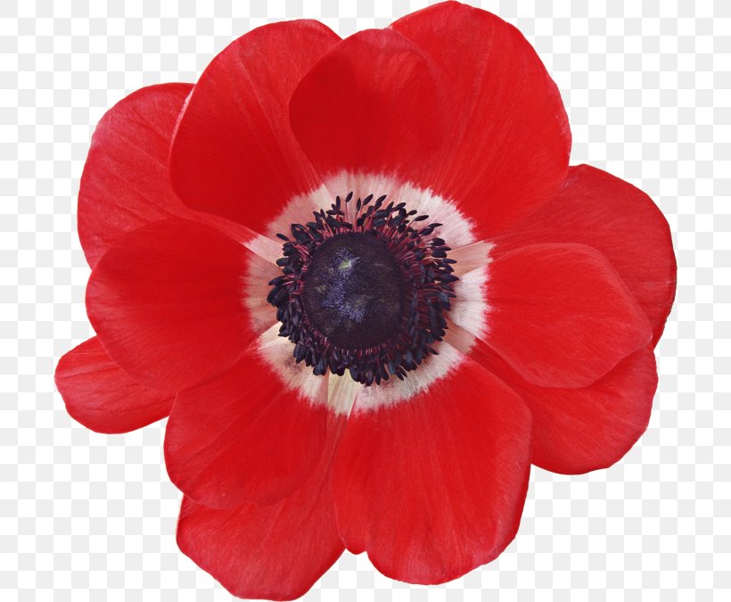 Opium Poppy Flower Red Yellow, PNG, 700x675px, Poppy, Anemone, Common Poppy, Cut Flowers, Flower Download Free