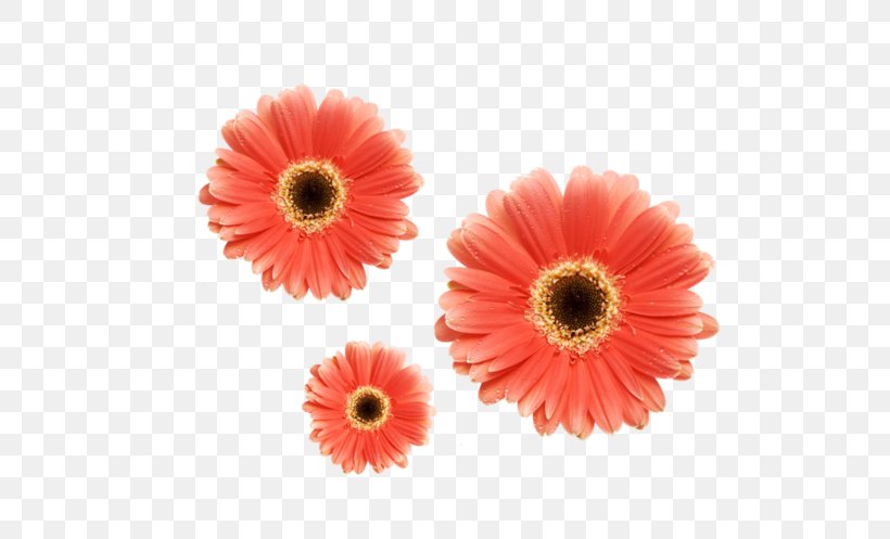 Illustration Clip Art Flower Desktop Wallpaper, PNG, 550x497px, Flower, Art, Artificial Flower, Asterales, Barberton Daisy Download Free