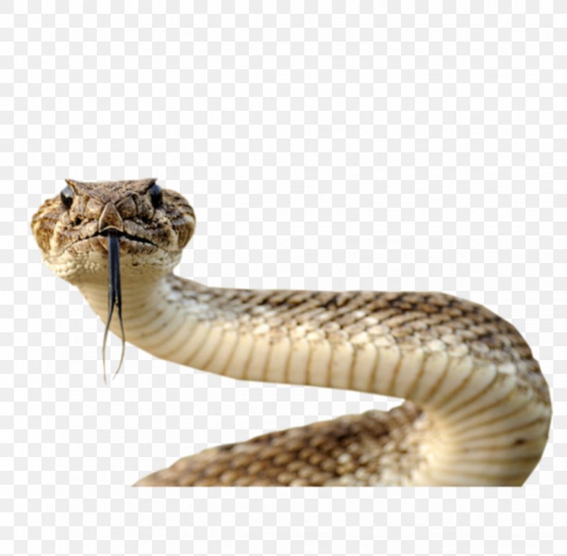 Snake Clip Art, PNG, 2452x2402px, Snake, Elapidae, Fauna, Hognose Snake, Image Resolution Download Free