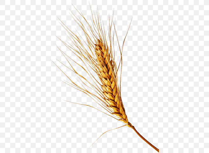 Emmer Einkorn Wheat Cereal Germ Rye, PNG, 428x600px, Emmer, Barleys, Cereal, Cereal Germ, Closeup Download Free