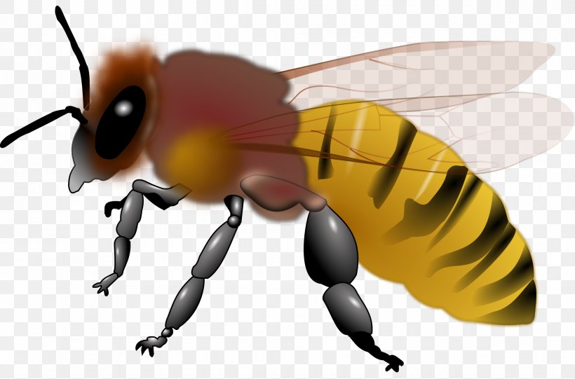 Honey Bee Insect Clip Art, PNG, 2400x1584px, Bee, Arthropod, Bee Sting, Beehive, Bumblebee Download Free