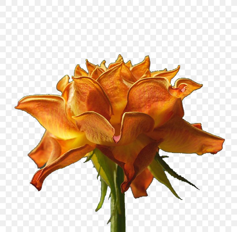 Tulip Petal Orange, PNG, 800x800px, Tulip, Citrus Xd7 Sinensis, Color, Cut Flowers, Designer Download Free