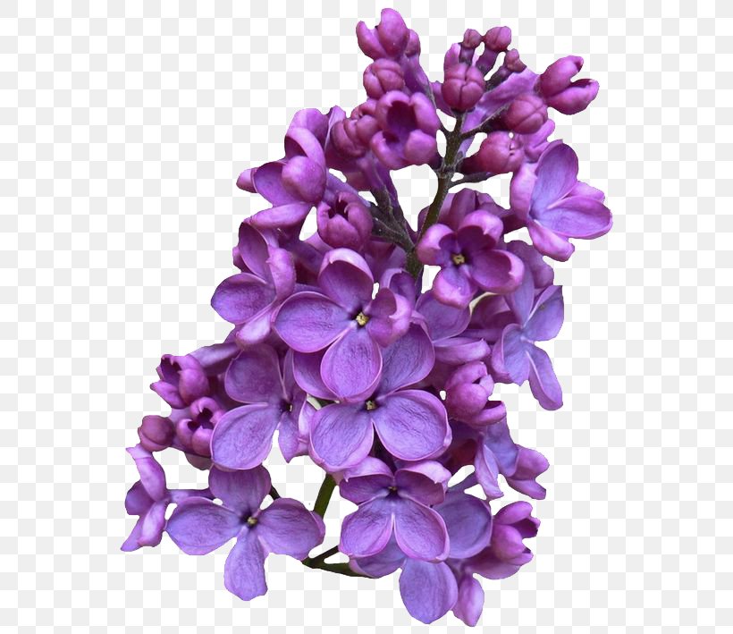 Common Lilac Clip Art, PNG, 564x709px, Common Lilac, Chinese Lilac, Color, Cut Flowers, Display Resolution Download Free