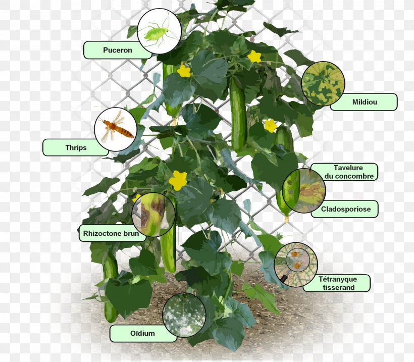 Cucumber Maladies Du Concombre Disease Downy Mildew Powdery Mildew, PNG, 1600x1400px, Cucumber, Black Rot, Courge, Disease, Downy Mildew Download Free