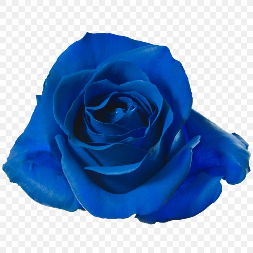 Garden Roses Blue Rose Cut Flowers Petal, PNG, 1417x1417px, Garden Roses, Blue, Blue Rose, Cobalt Blue, Com Download Free