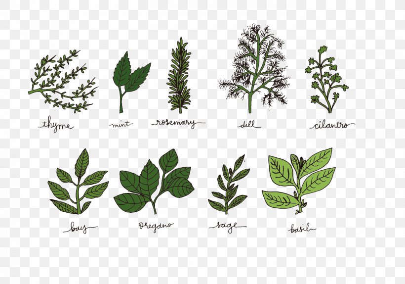 Herb Spice Basil, PNG, 1400x980px, Herb, Basil, Bay Leaf, Brand, Flora Download Free
