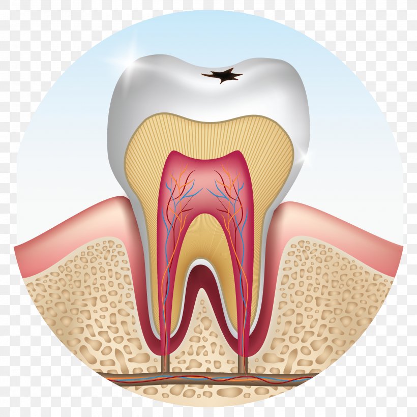 Human Tooth Wisdom Tooth Premolar Tooth Decay, PNG, 2480x2480px, Watercolor, Cartoon, Flower, Frame, Heart Download Free