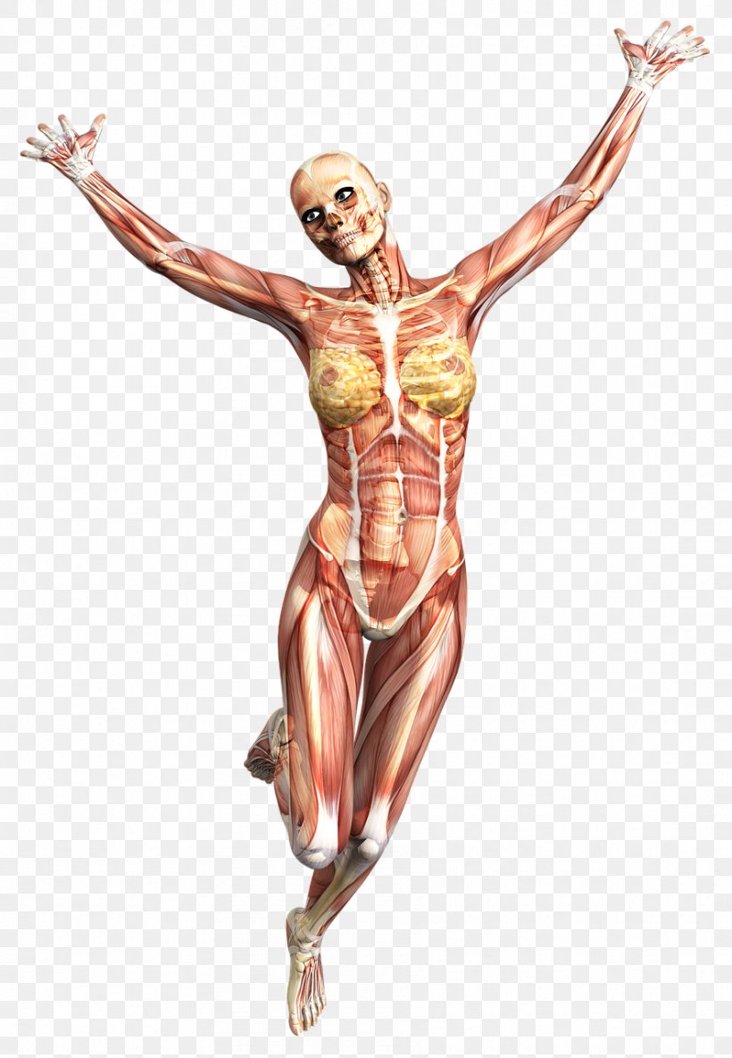 Muscle Anatomy Skeleton Human Body Joint, PNG, 886x1280px, Watercolor, Cartoon, Flower, Frame, Heart Download Free
