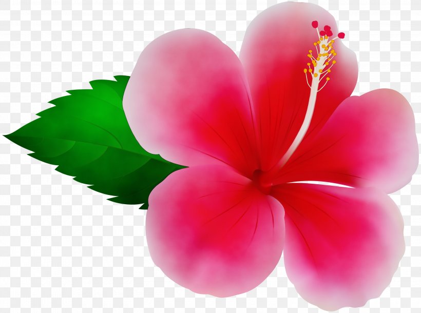Pink Flower Cartoon, PNG, 3000x2235px, Pink Flowers, Flower, Frangipani, Hawaiian Hibiscus, Hibiscus Download Free
