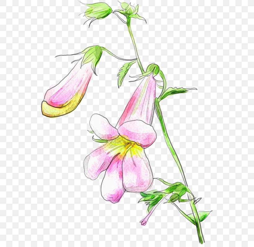 Sweet Pea Flower, PNG, 555x800px, Drawing, Anthurium, Bellflower, Bellflower Family, Columbine Download Free