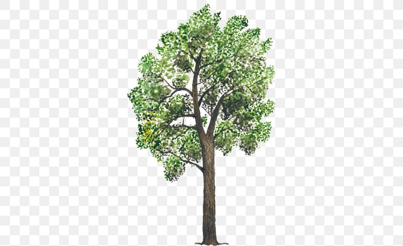 Tree Plant Stock Footage Animation Branch, PNG, 750x502px, Tree, Animation, Branch, Fiddleleaf Fig, Footage Download Free