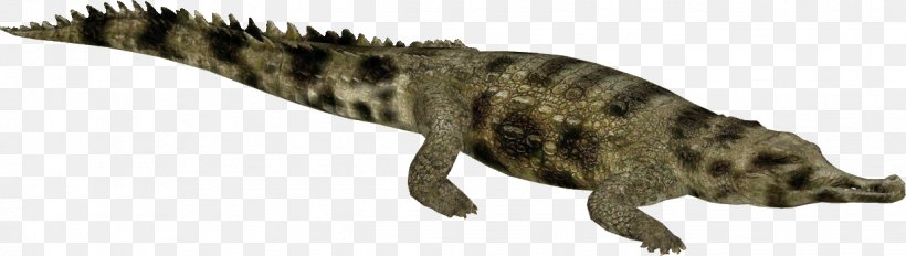 Gharial Crocodiles Alligators Tyrannosaurus, PNG, 1238x351px, Gharial, Alligators, American Crocodile, Amphibian, Animal Download Free