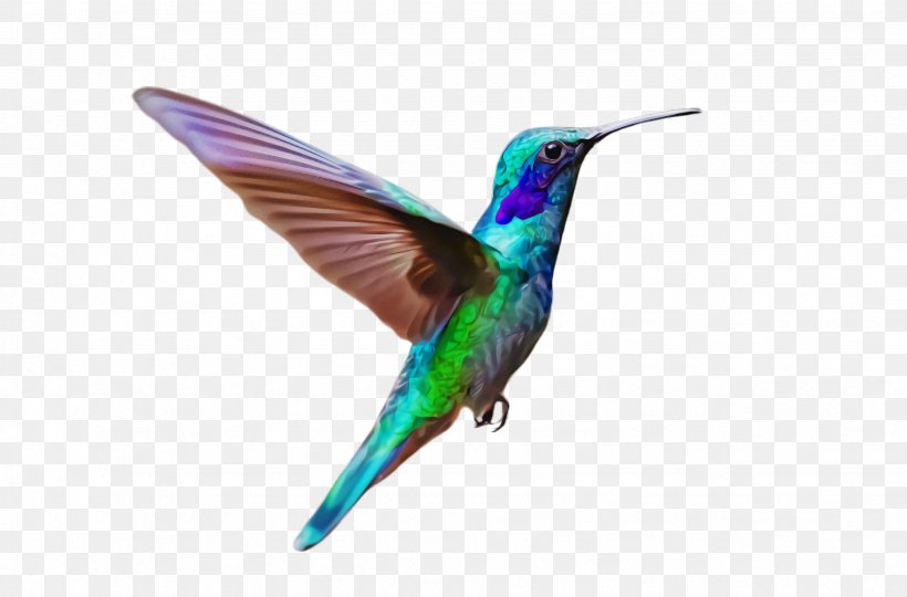 Hummingbird, PNG, 2464x1624px, Bird, Beak, Coraciiformes, Hummingbird, Rufous Hummingbird Download Free