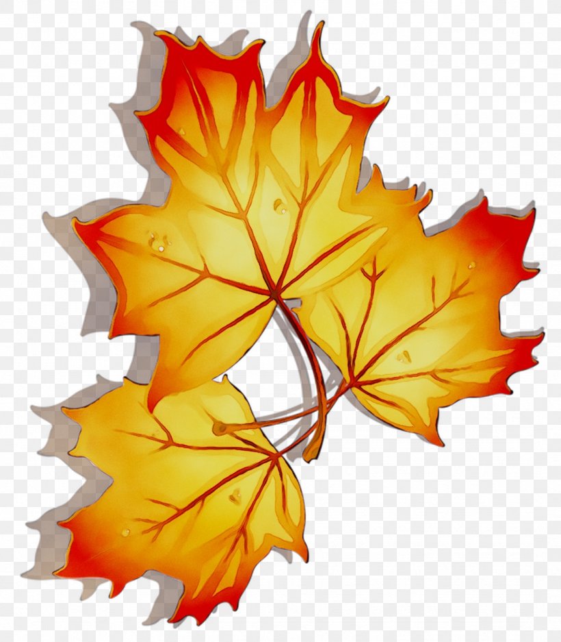 Maple Leaf Symmetry, PNG, 1078x1233px, Maple Leaf, Autumn, Black Maple, Deciduous, Flowering Plant Download Free