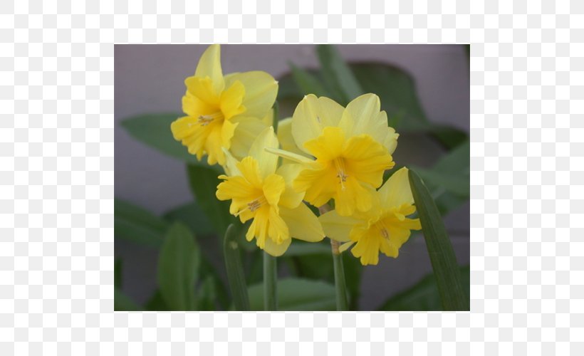 Narcissus Violet Family Violaceae, PNG, 500x500px, Narcissus, Amaryllis Family, Cattleya, Family, Flower Download Free